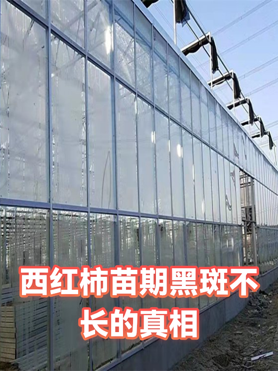 西红柿苗期黑斑不长的真相（图1）