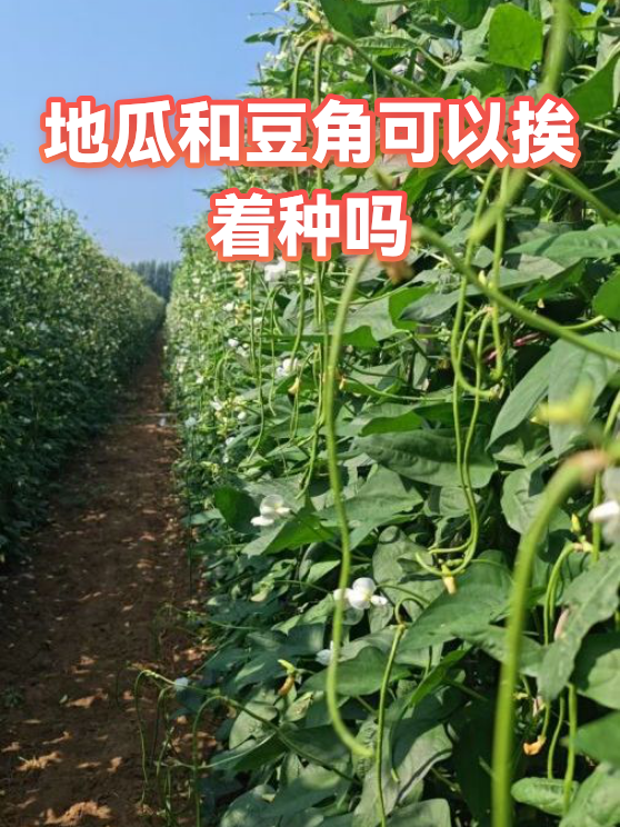 地瓜和豆角可以挨着种吗（图1）