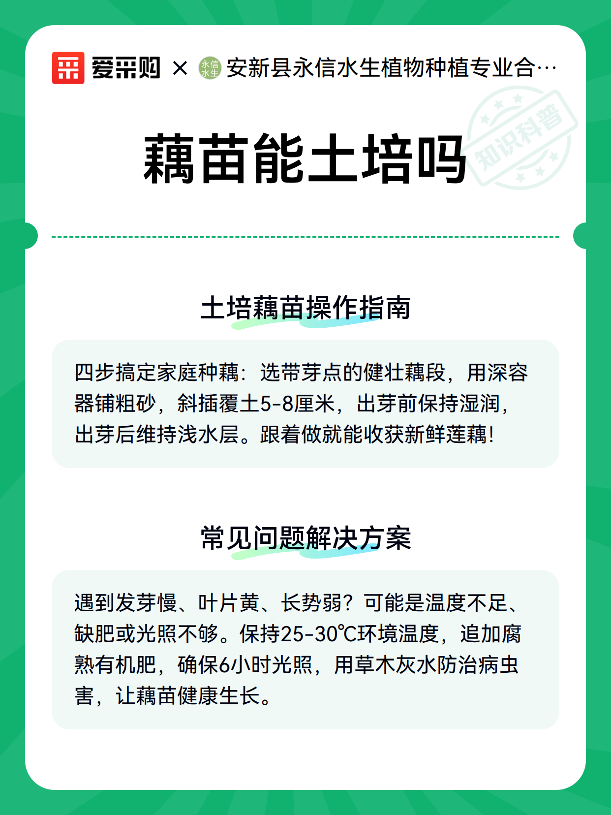 藕苗能土培吗（图3）