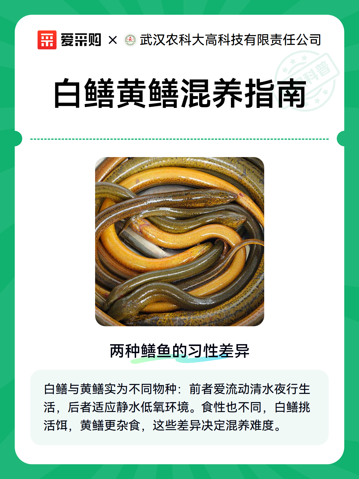 白鳝黄鳝混养指南（图2）