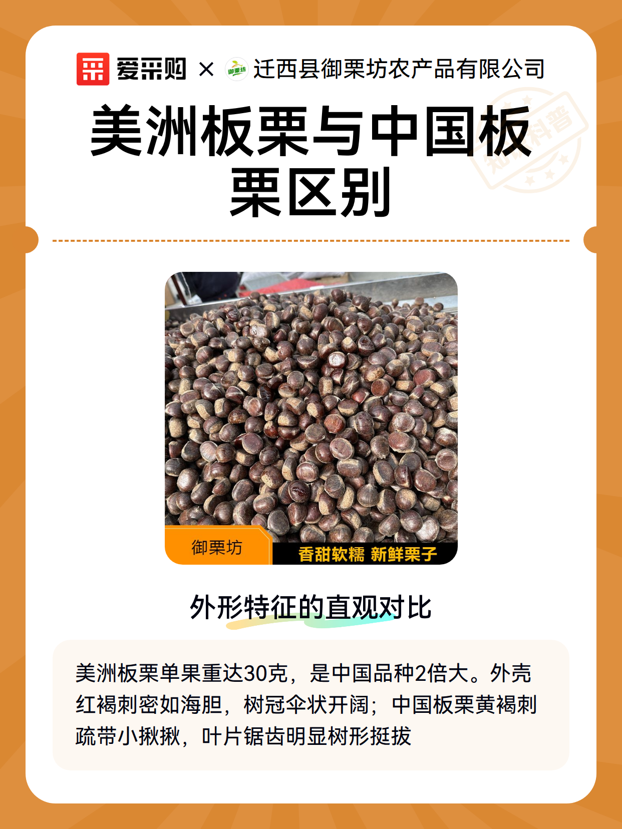 美洲板栗与中国板栗区别（图2）
