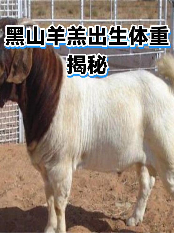 黑山羊羔出生体重揭秘（图1）