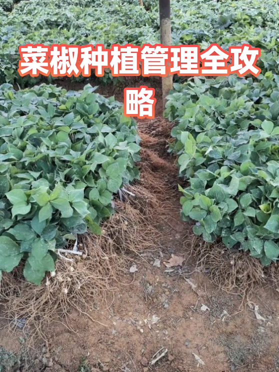 菜椒种植管理全攻略（图1）