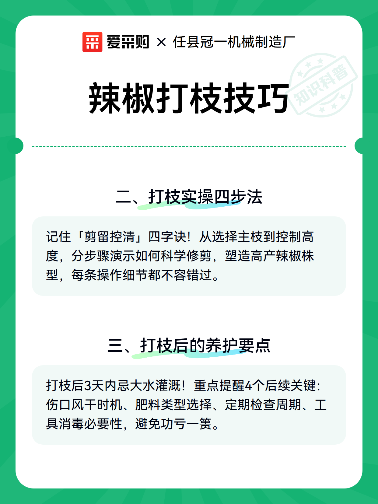 辣椒打枝技巧（图2）