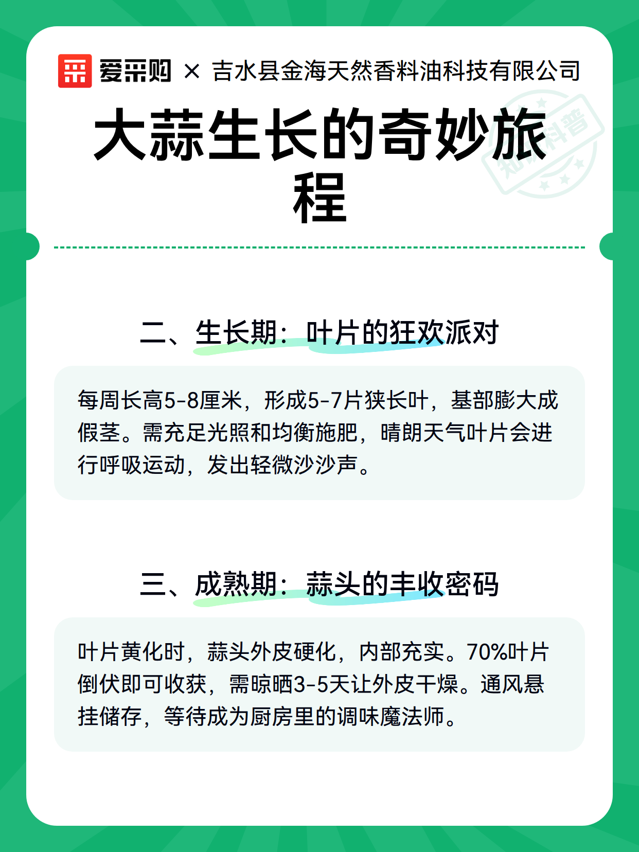 大蒜生长的奇妙旅程（图3）