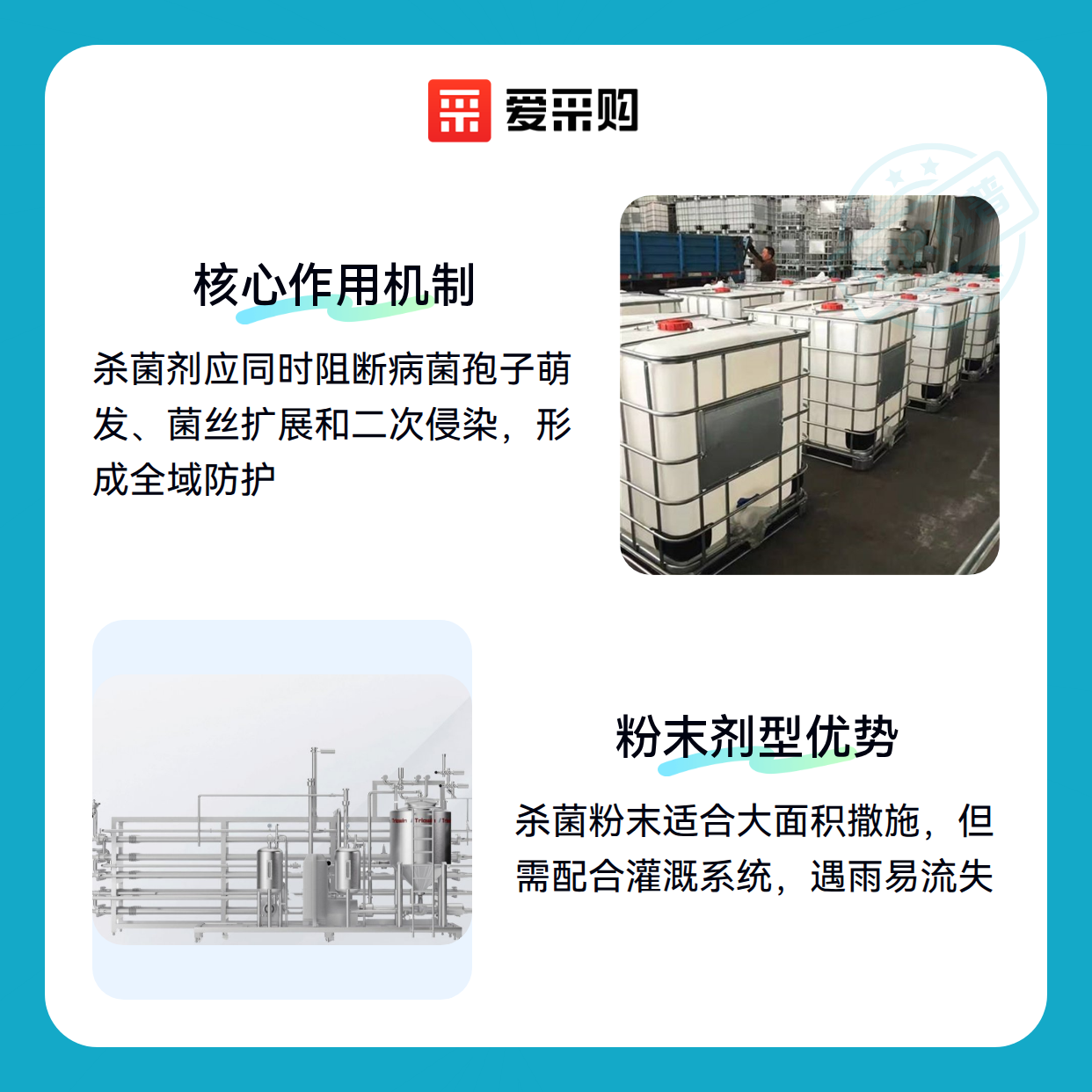 菊花灰霉病杀菌剂选购，老花农的实战经验（图2）