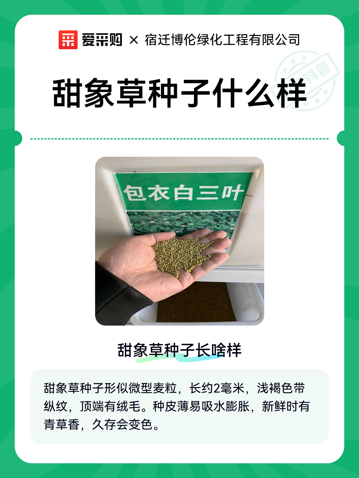 甜象草种子什么样（图2）