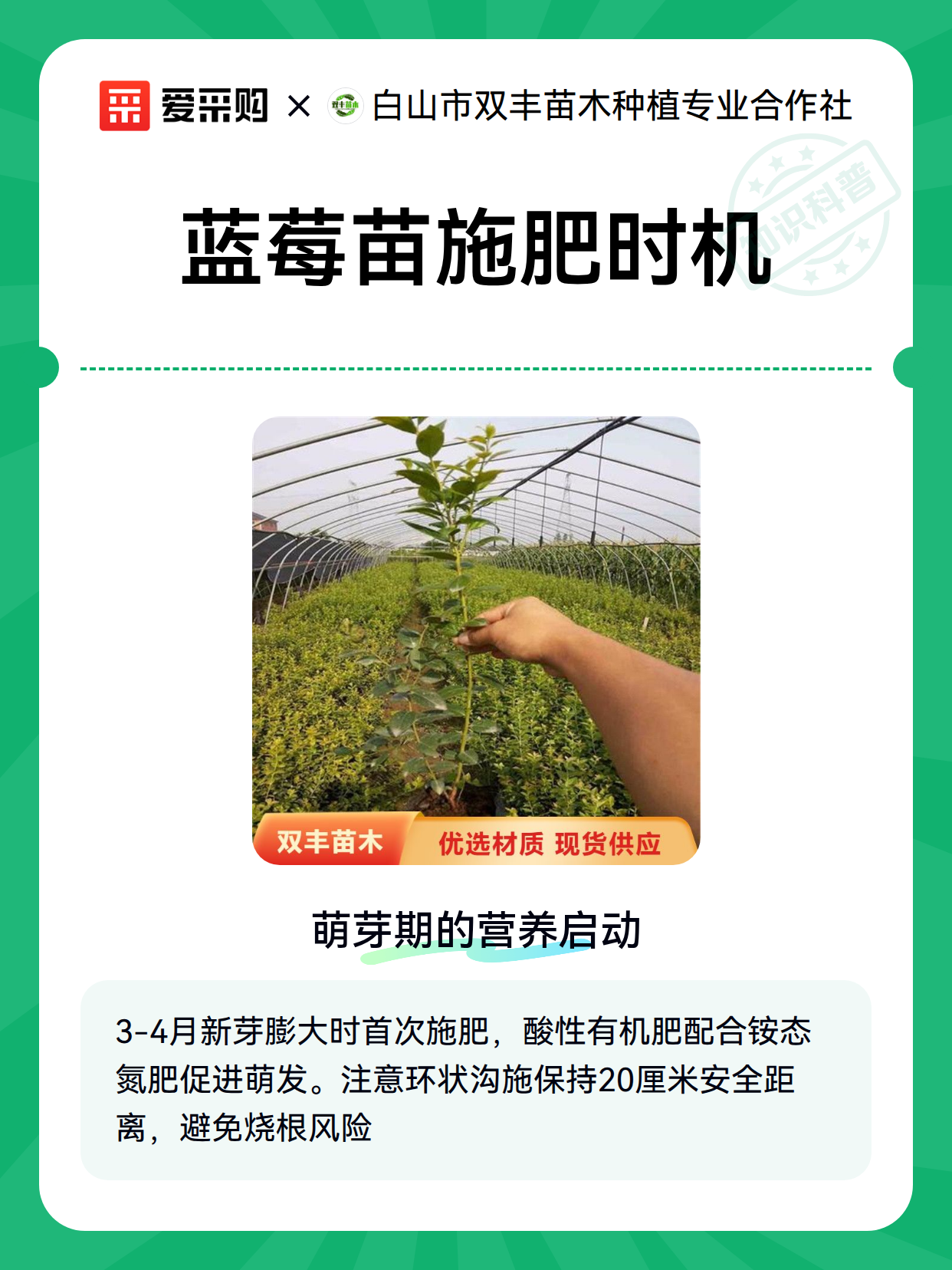 蓝莓苗施肥时机（图2）