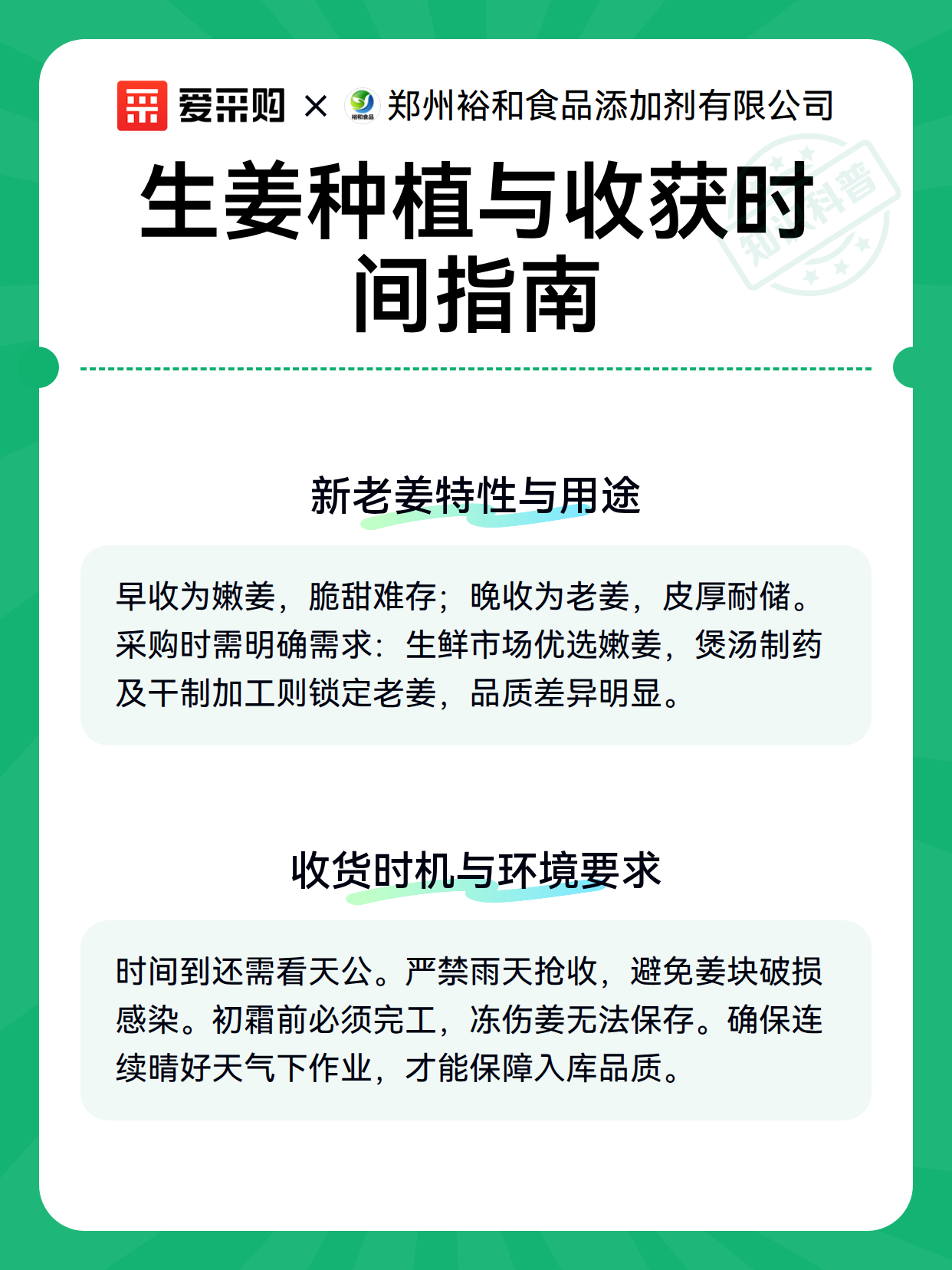 生姜种植与收获时间指南（图3）