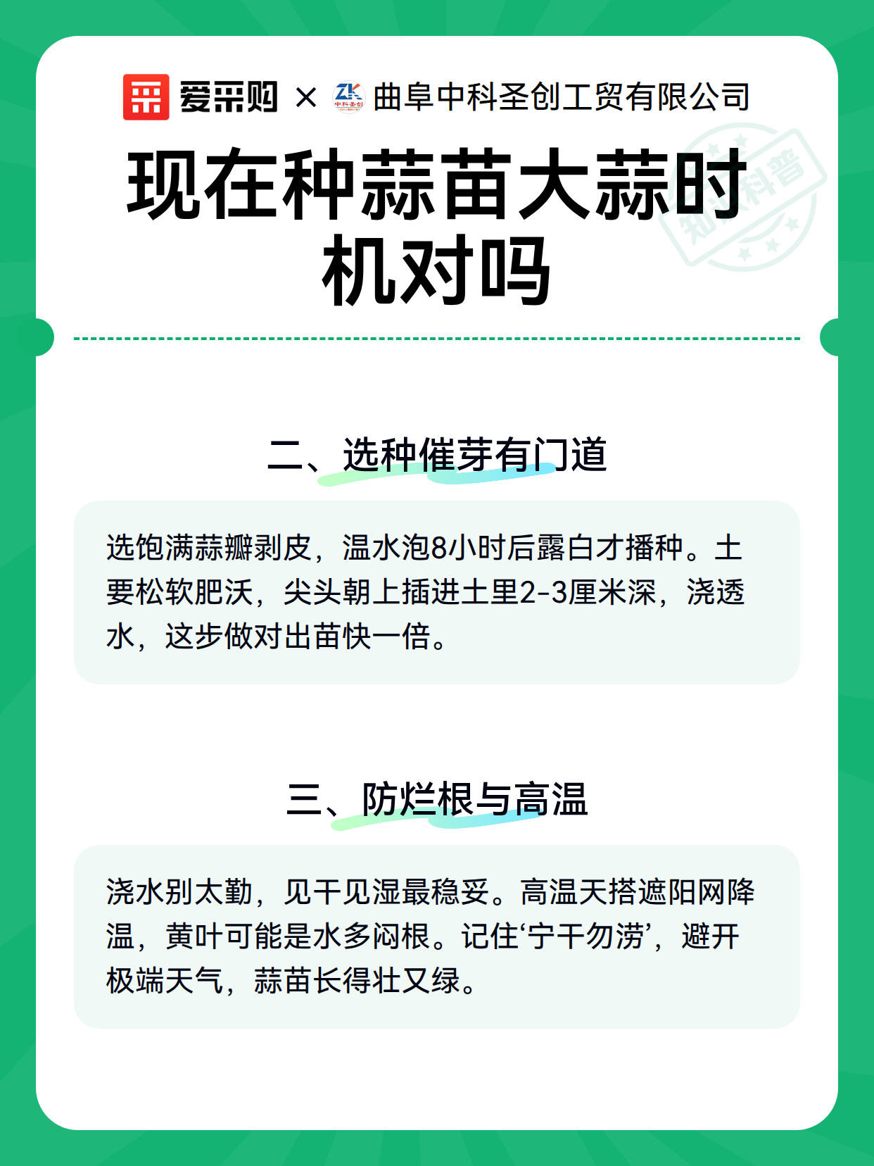 现在种蒜苗大蒜时机对吗（图2）
