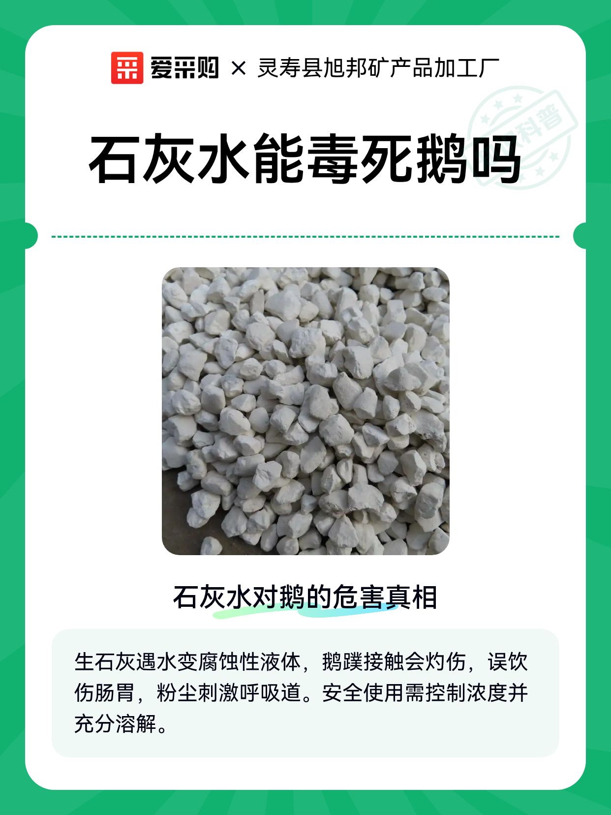 石灰水能毒死鹅吗（图1）