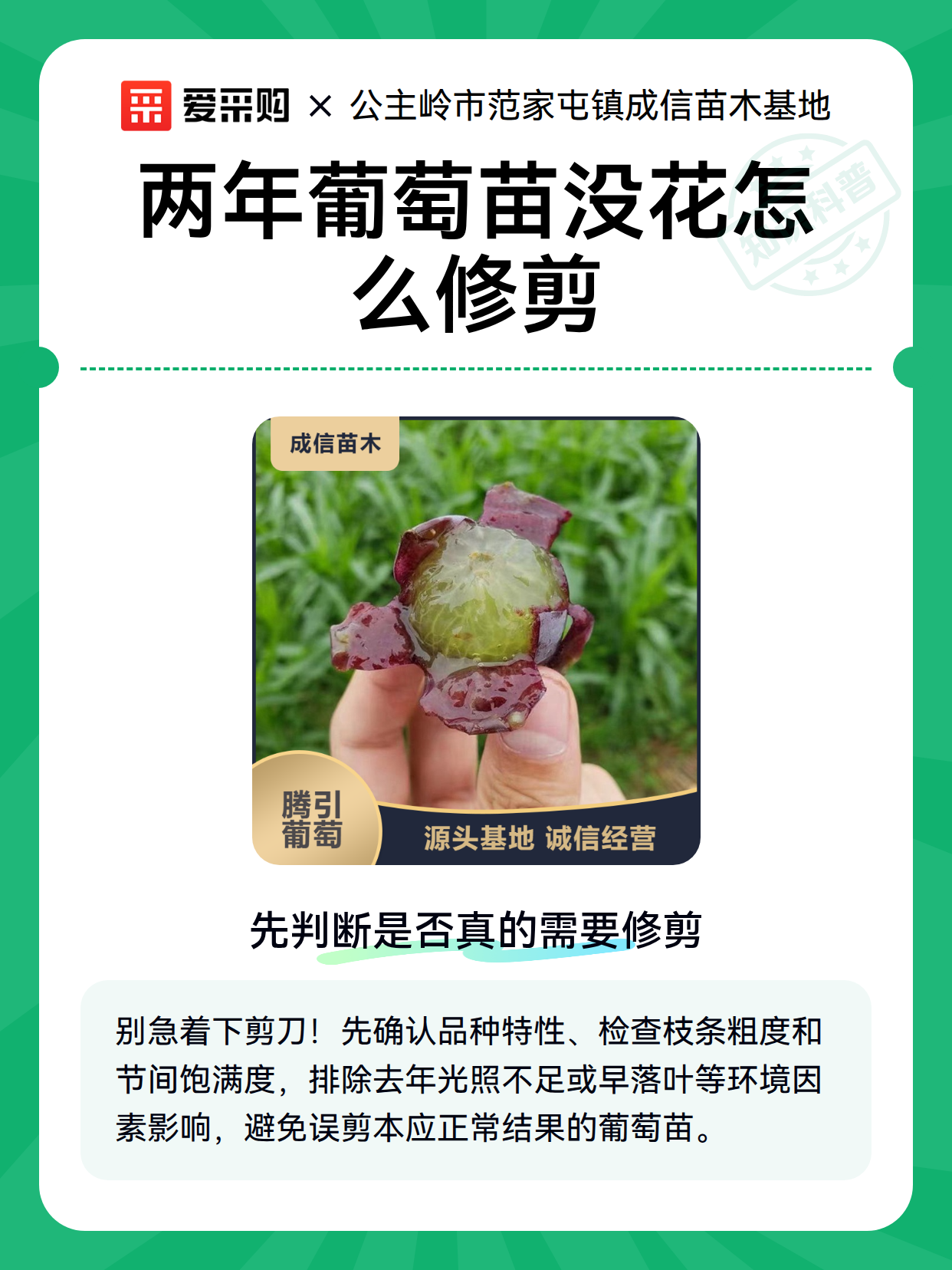 两年葡萄苗没花怎么修剪（图2）
