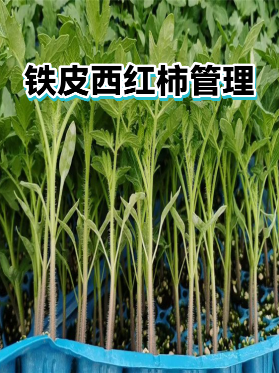 铁皮西红柿管理（图1）