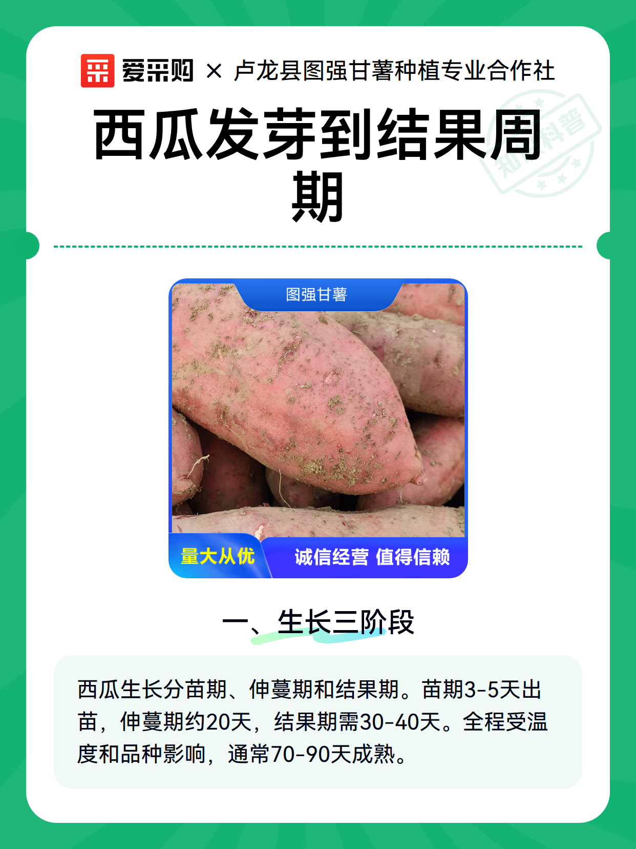 西瓜发芽到结果周期（图2）
