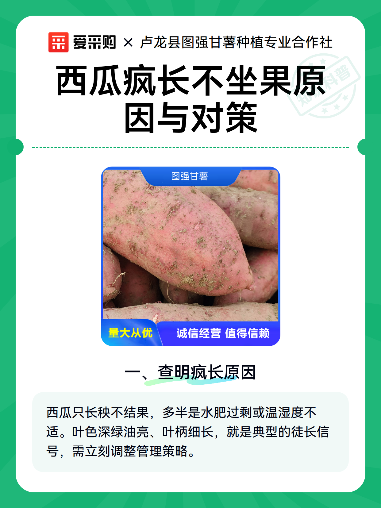 西瓜疯长不坐果原因与对策（图2）