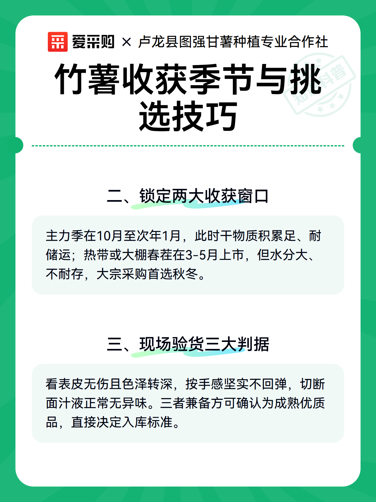 竹薯收获季节与挑选技巧（图2）