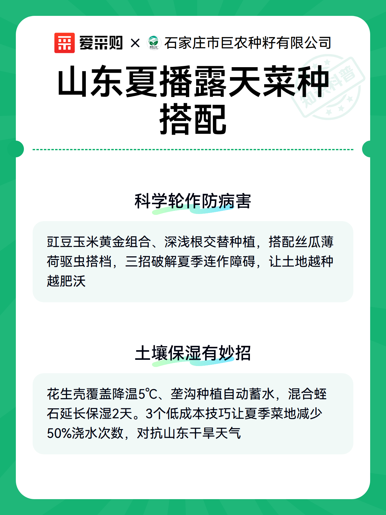 山东夏播露天菜种搭配（图2）