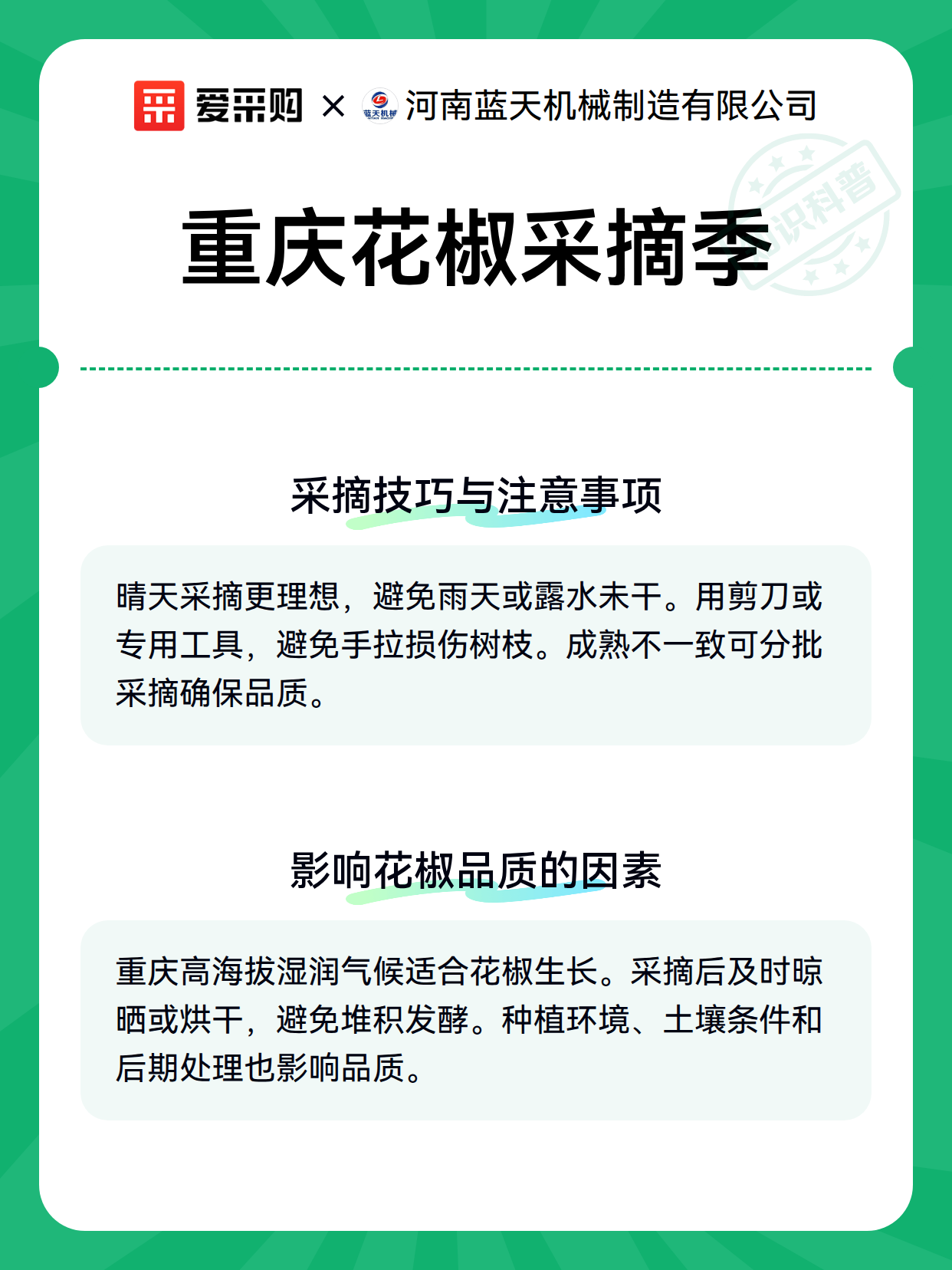 重庆花椒采摘季（图3）