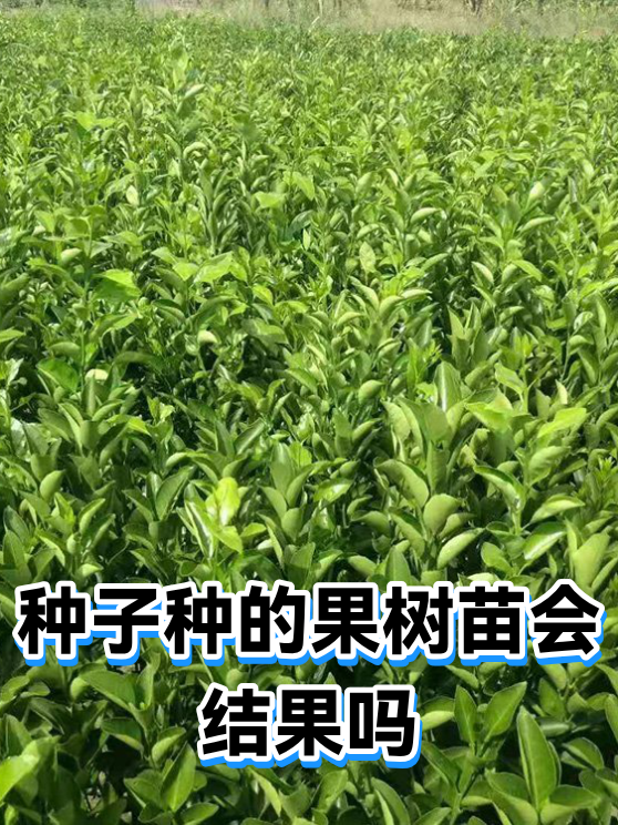 种子种的果树苗会结果吗（图1）
