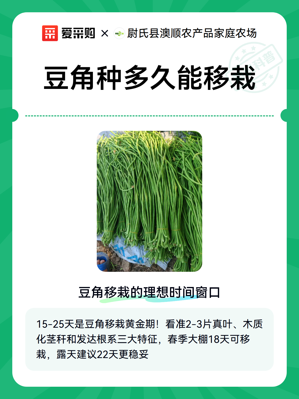 豆角种多久能移栽（图2）