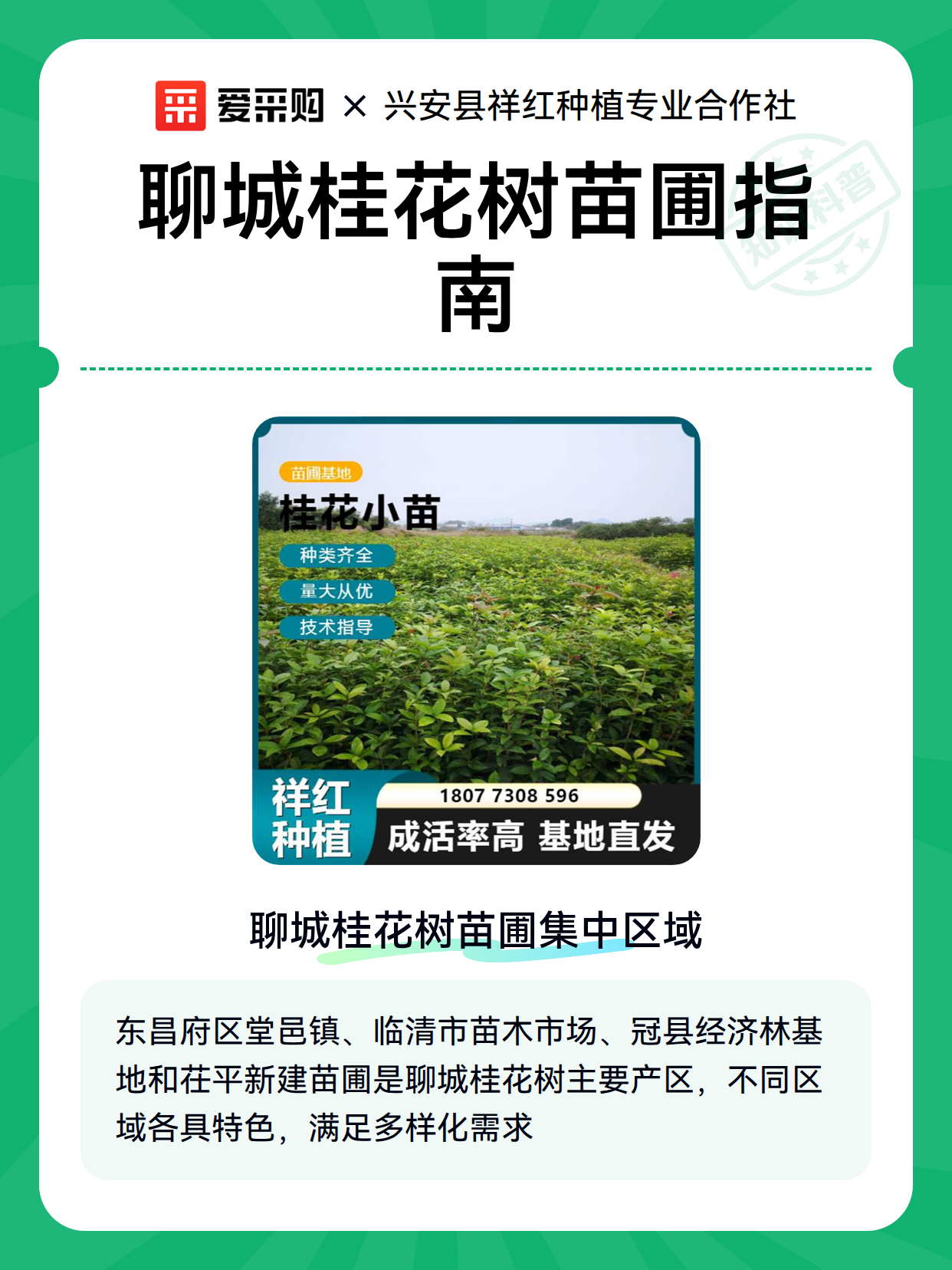 聊城桂花树苗圃指南（图2）