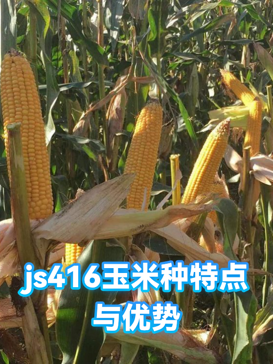 js416玉米种特点与优势（图1）