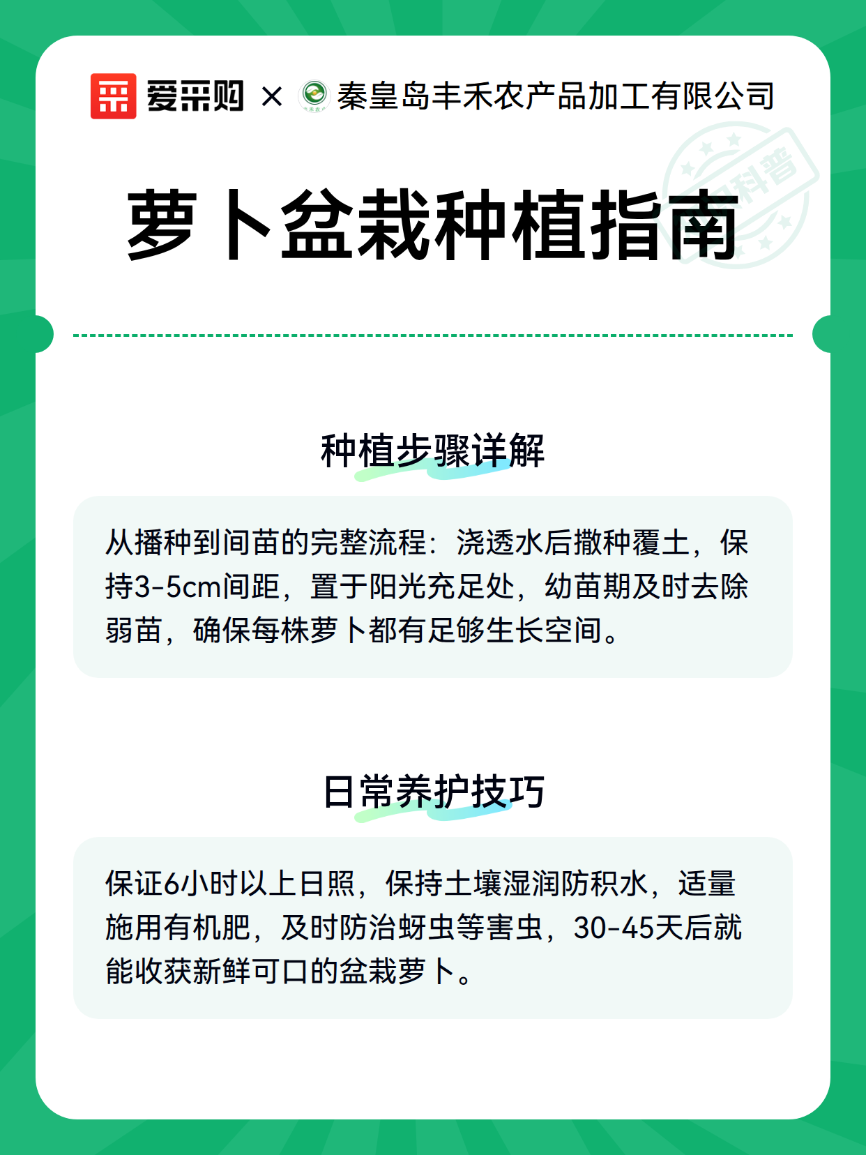 萝卜盆栽种植指南（图3）