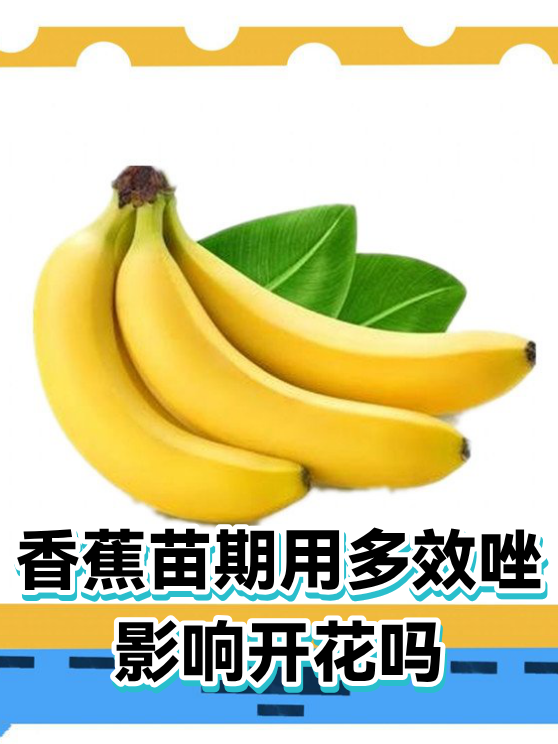 香蕉苗期用多效唑影响开花吗（图1）