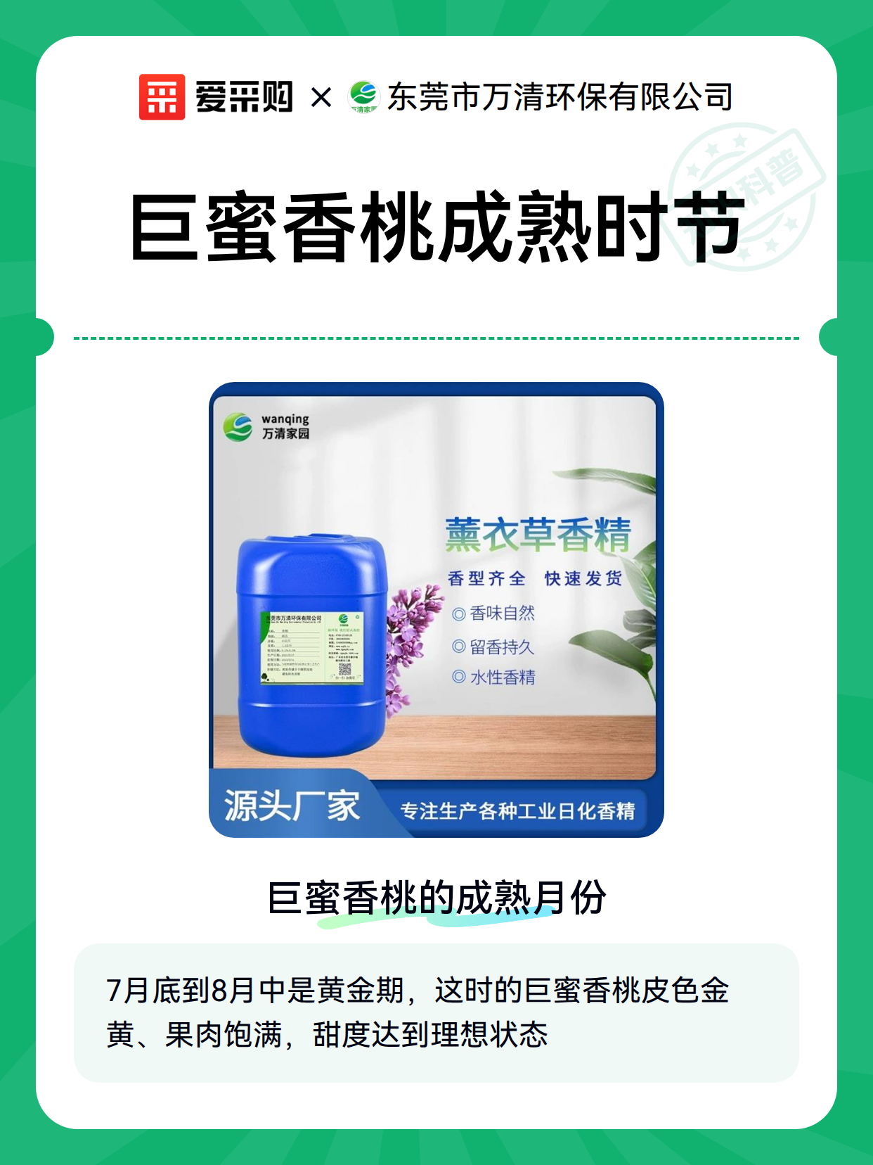 巨蜜香桃成熟时节（图2）