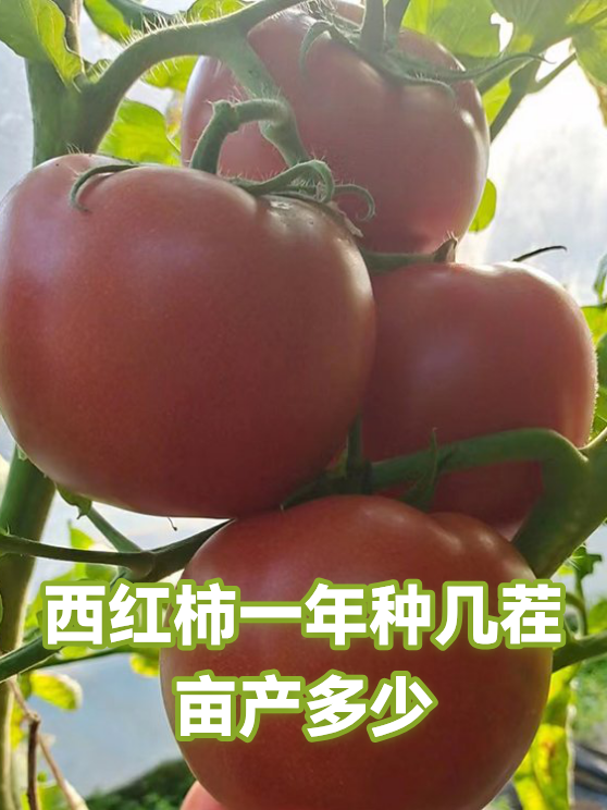西红柿一年种几茬亩产多少（图1）