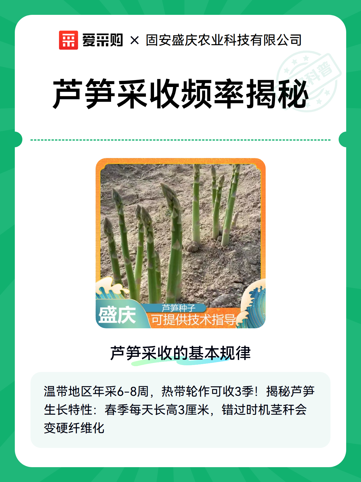 芦笋采收频率揭秘（图2）