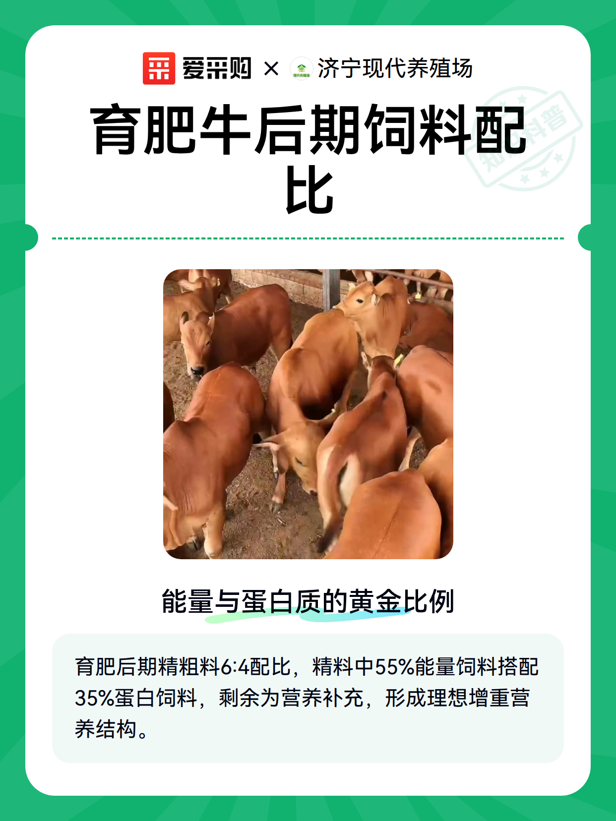 育肥牛后期饲料配比（图2）
