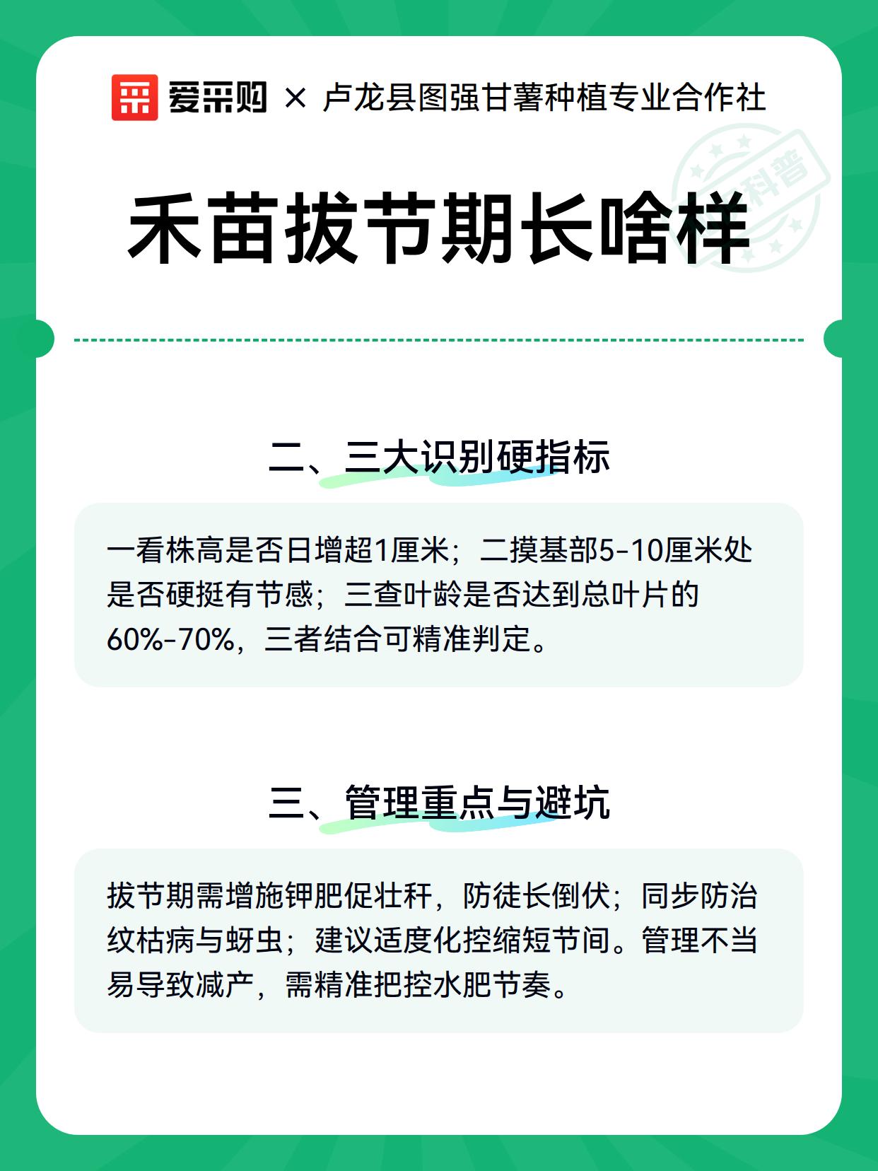 禾苗拔节期长啥样（图3）