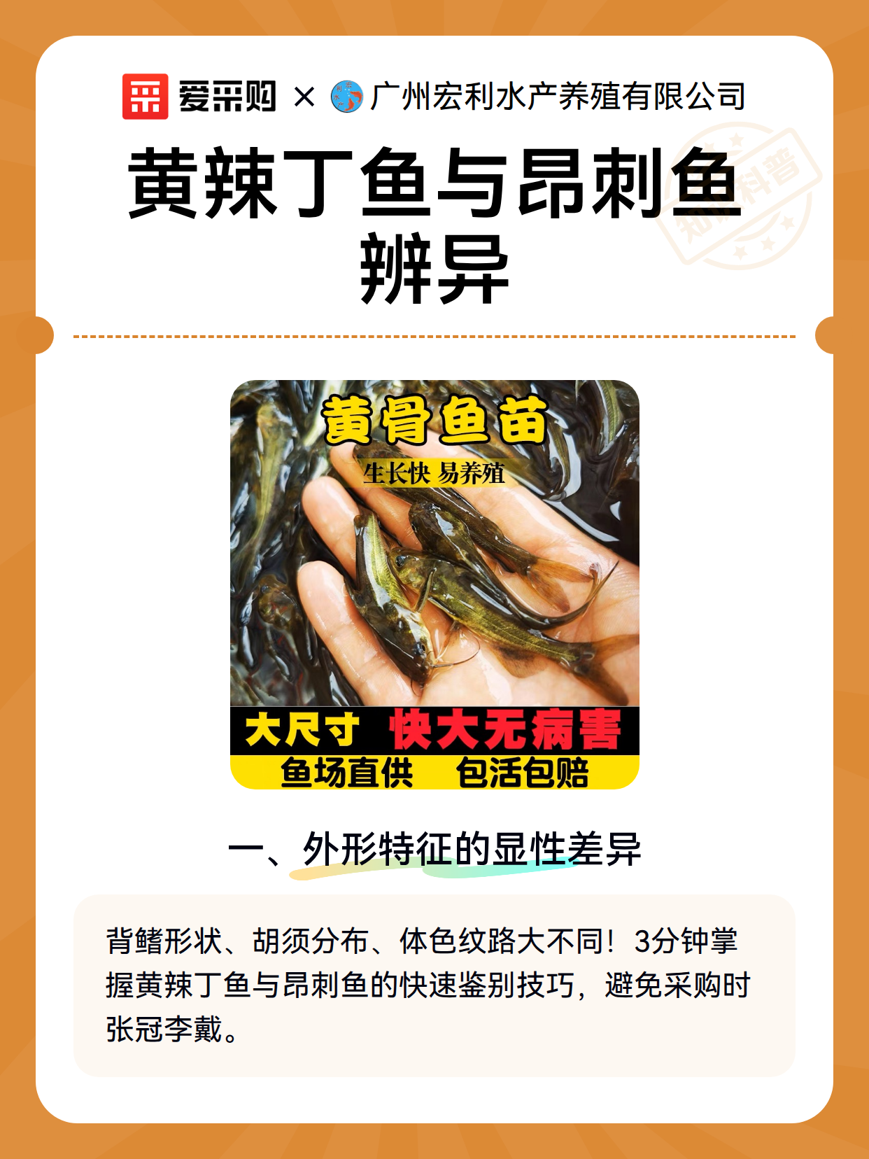 黄辣丁鱼与昂刺鱼辨异（图2）
