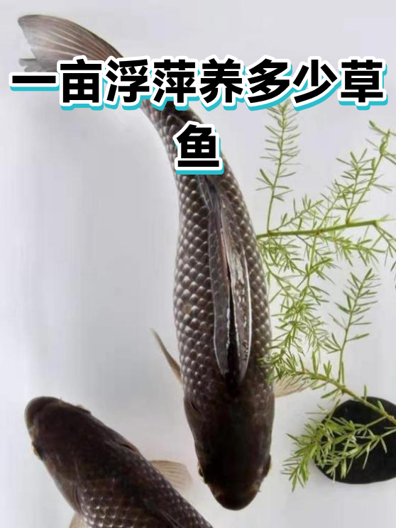 一亩浮萍养多少草鱼（图1）