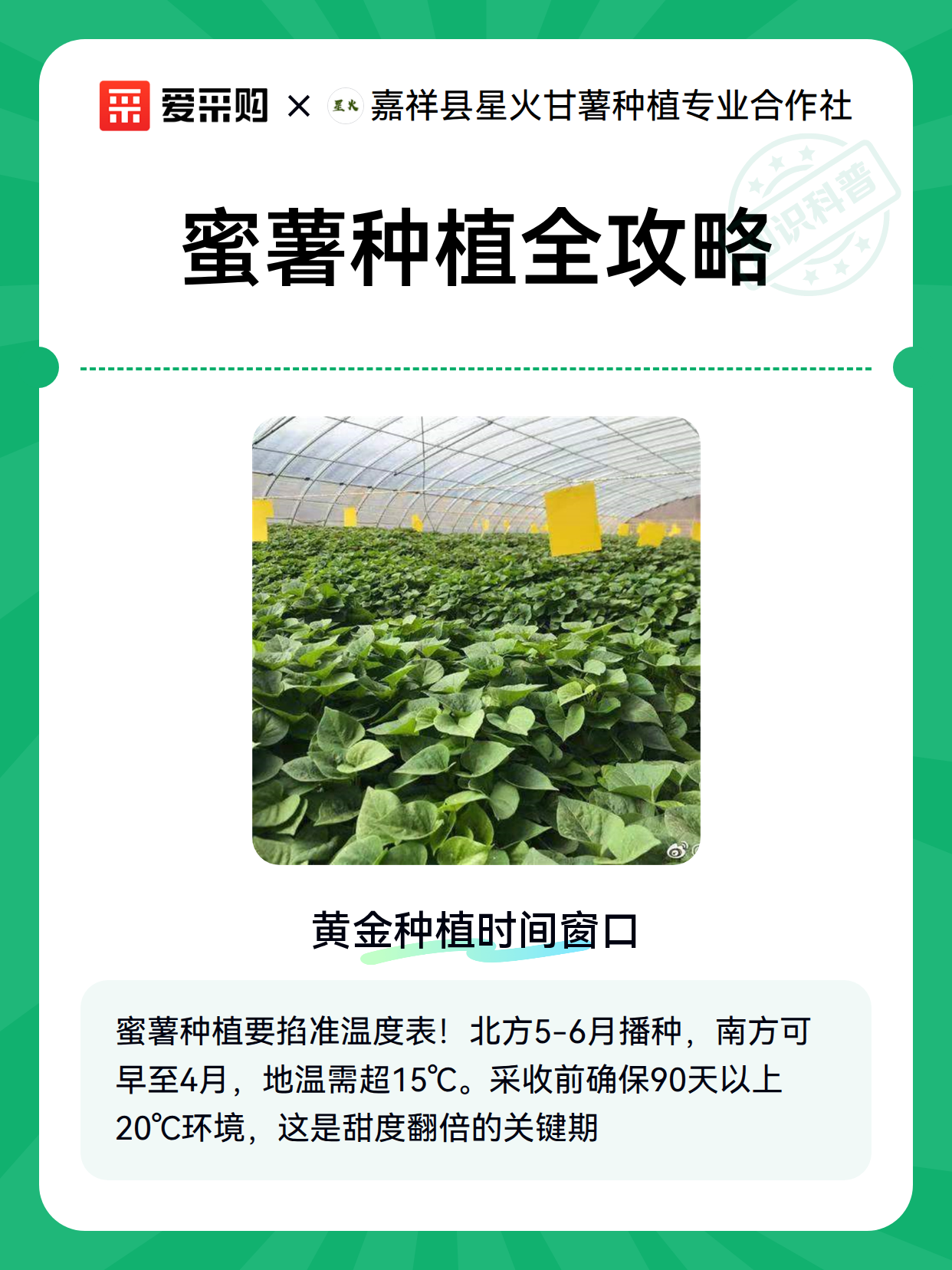 蜜薯种植全攻略（图2）
