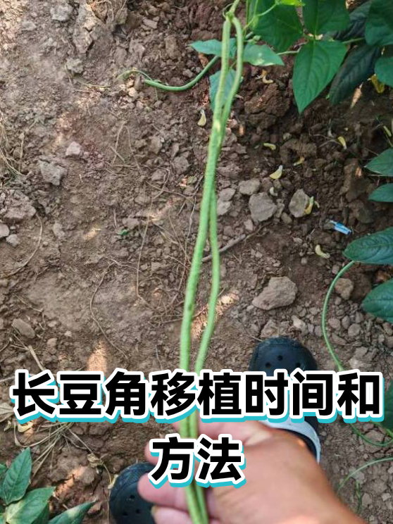 长豆角移植时间和方法（图1）