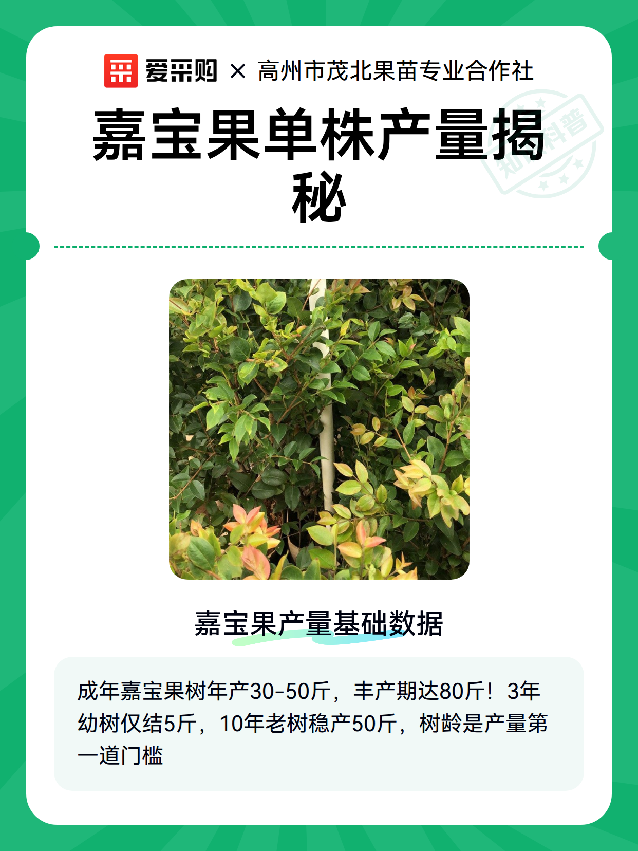 嘉宝果单株产量揭秘（图2）