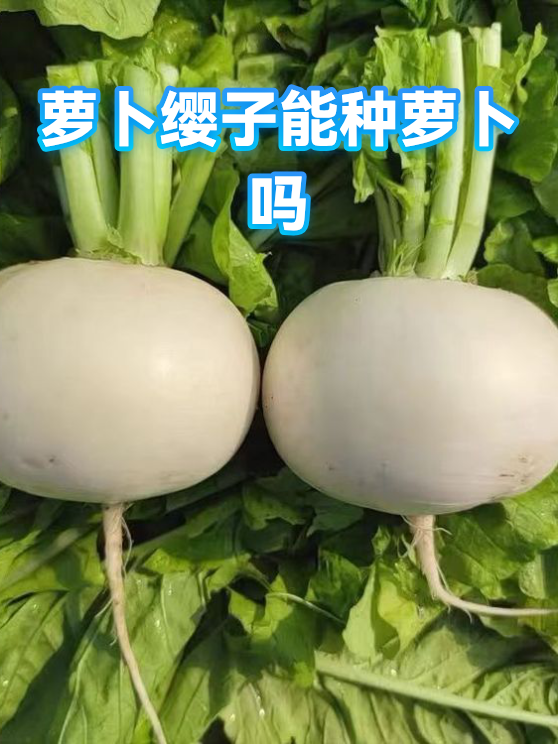 萝卜缨子能种萝卜吗（图1）