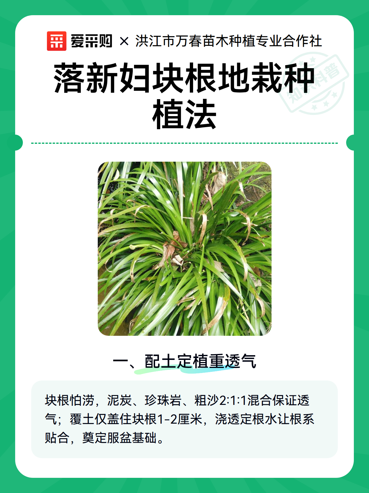 落新妇块根地栽种植法（图2）
