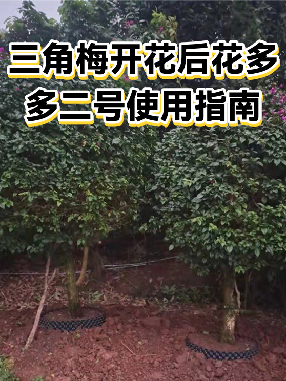 三角梅开花后花多多二号使用指南（图1）