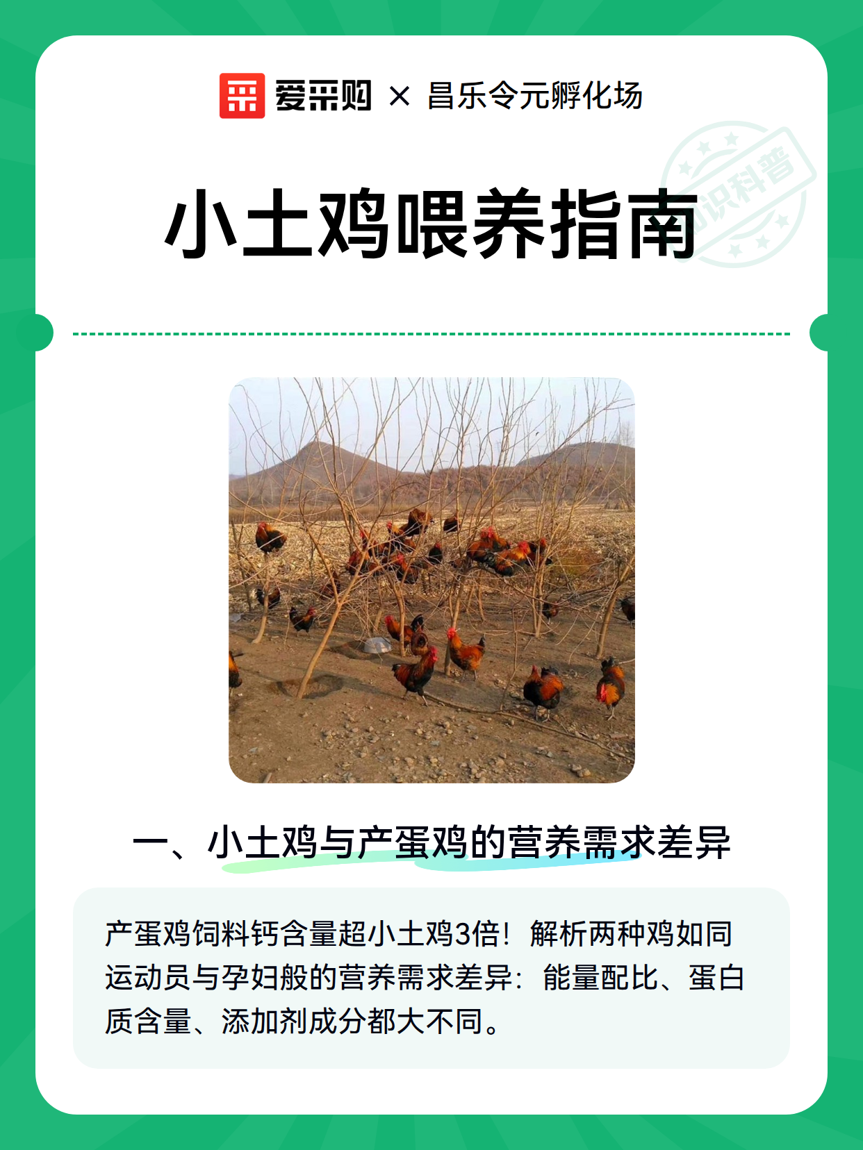 小土鸡喂养指南（图2）