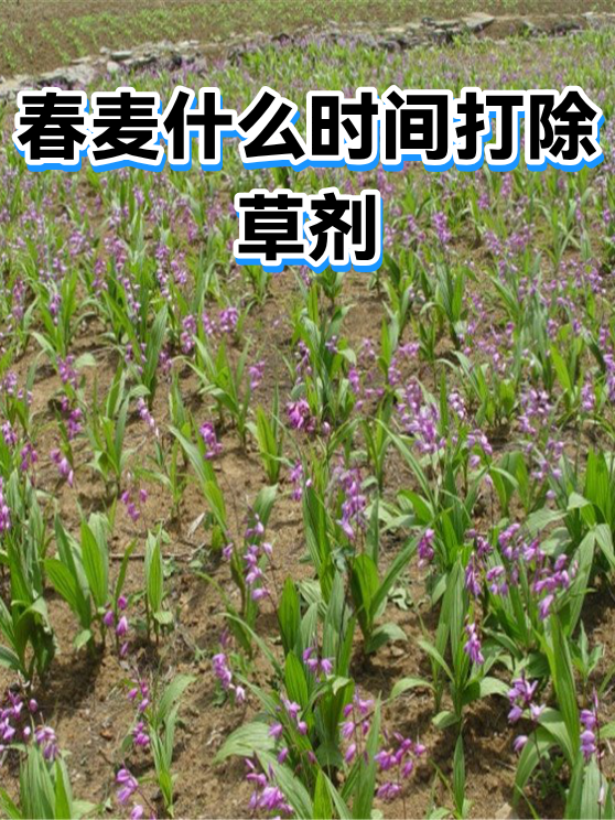 春麦什么时间打除草剂（图1）