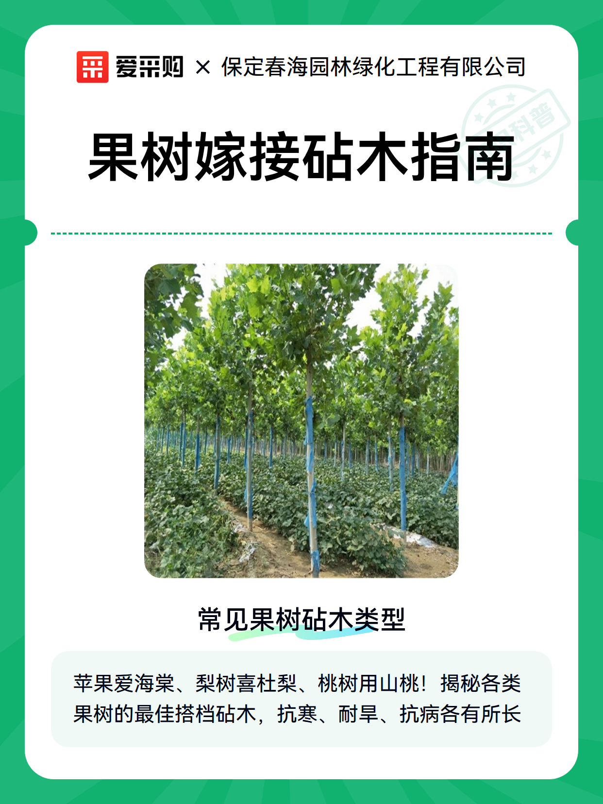 果树嫁接砧木指南（图2）