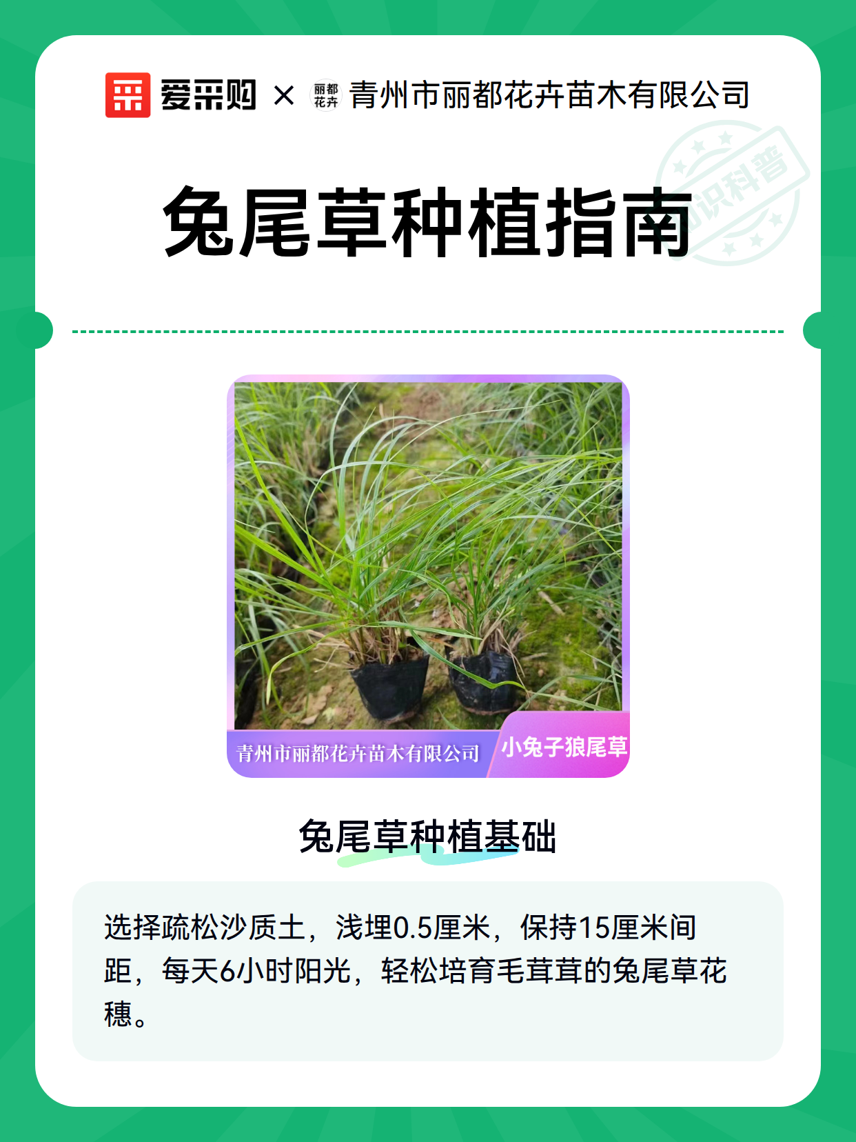 兔尾草种植指南（图2）