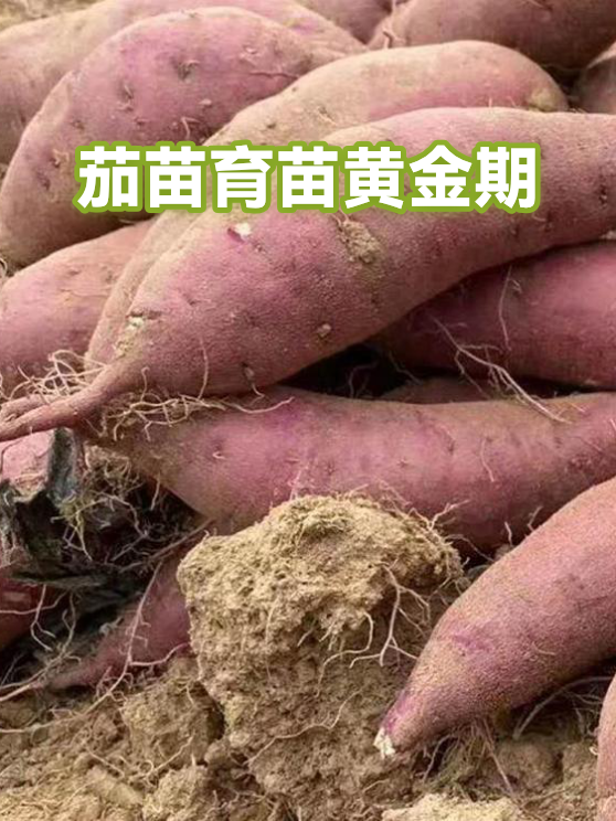 茄苗育苗黄金期（图1）