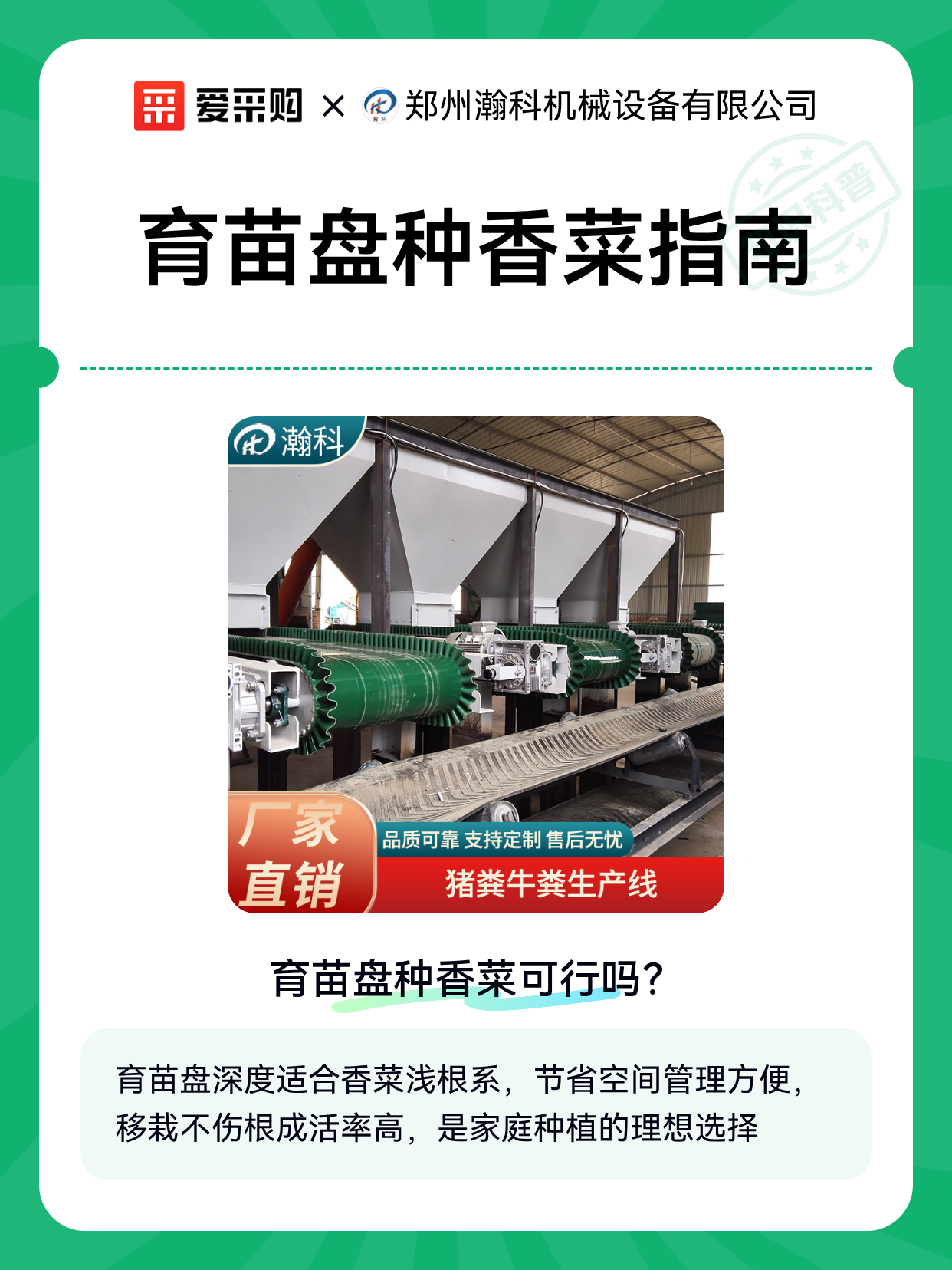 育苗盘种香菜指南（图1）