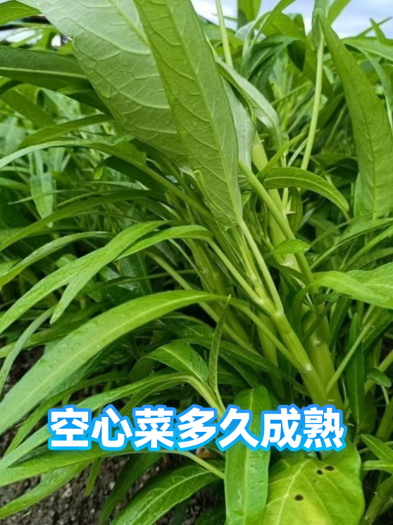 空心菜多久成熟（图1）