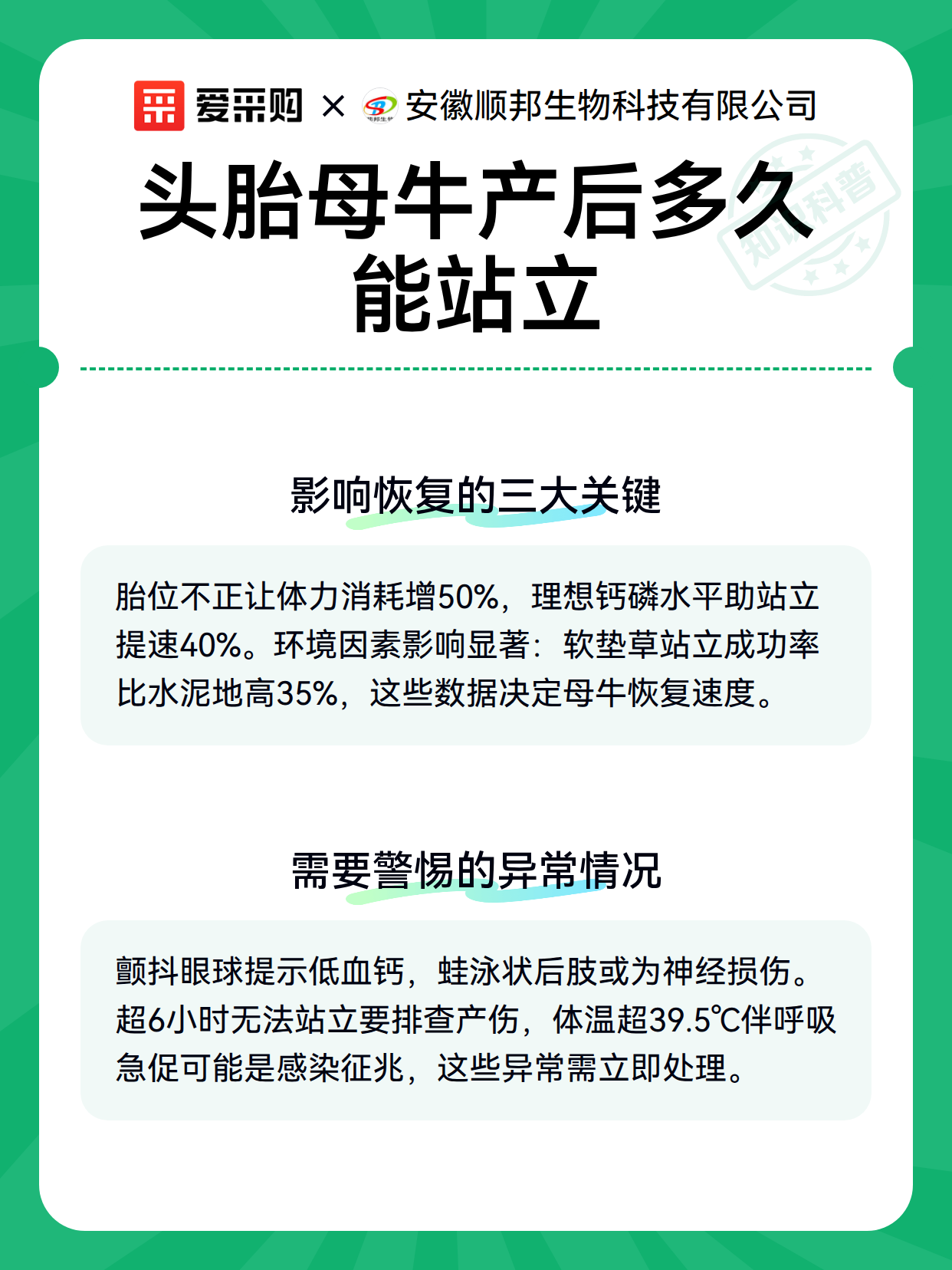 头胎母牛产后多久能站立（图2）
