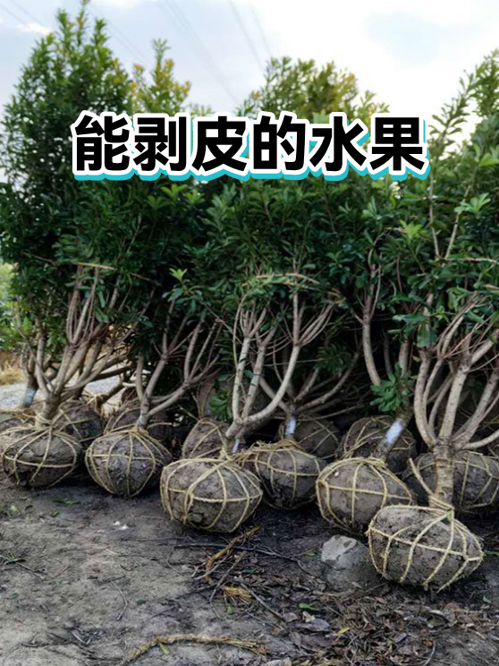 能剥皮的水果（图1）